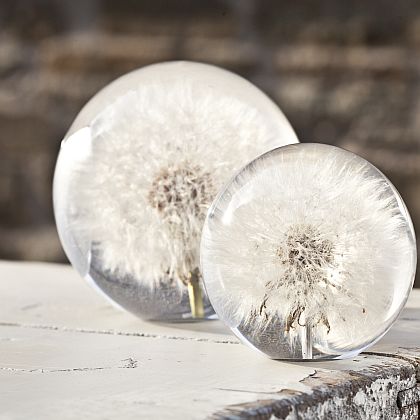 Dandelion Paperweight ~ Large